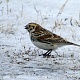 Лапландский подорожник. Отряд: Воробьинообразные; Семейство: Подорожниковые; Род: Подорожники. Автор фото: Софронов Е.В.
